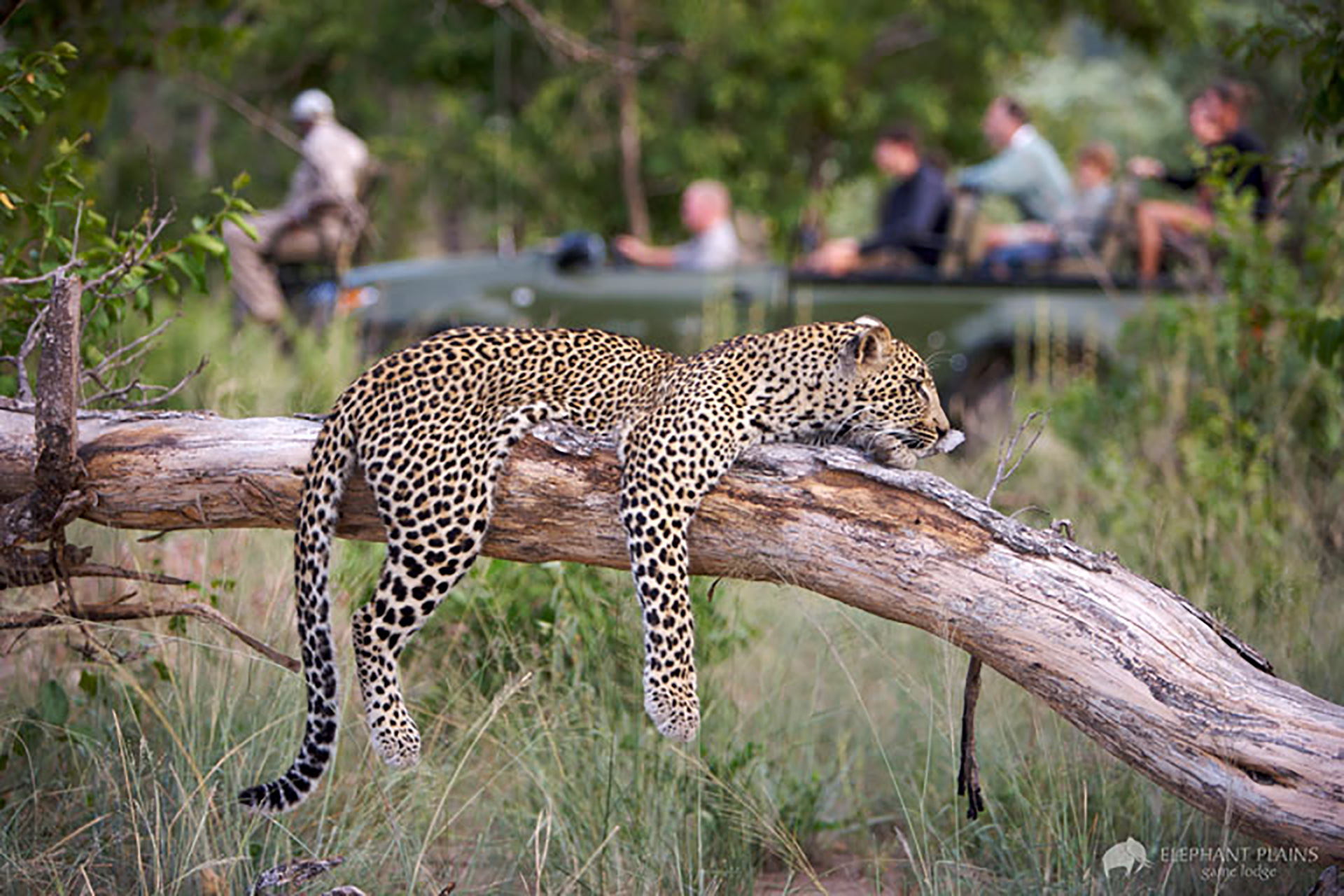 Safari vid Elephant Plains game lodge.