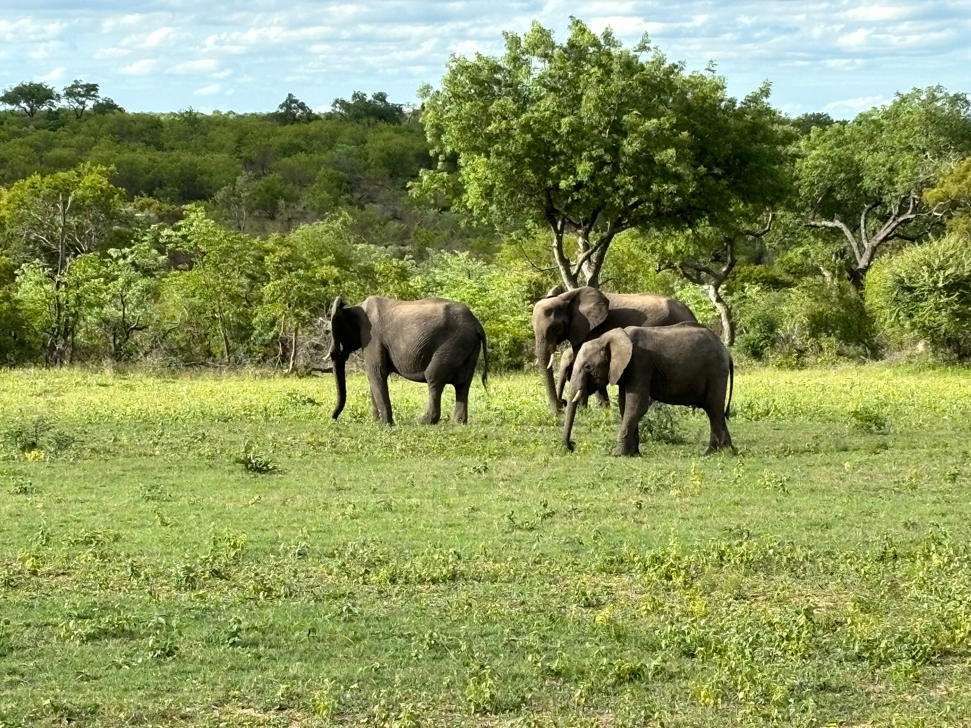 Elefanter på safari i Sydafrika.