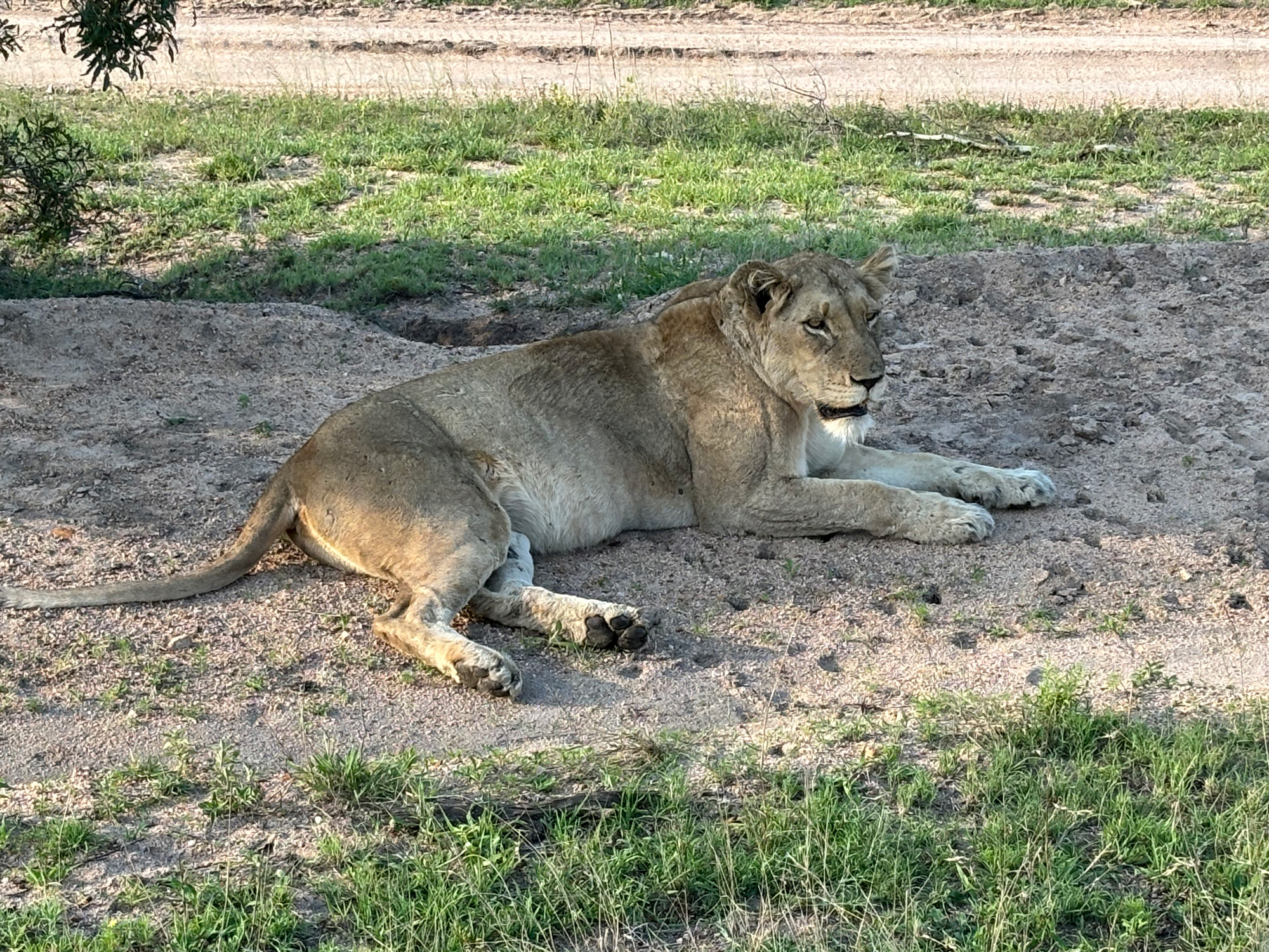 Lejonhona på safari i Sydafrika.