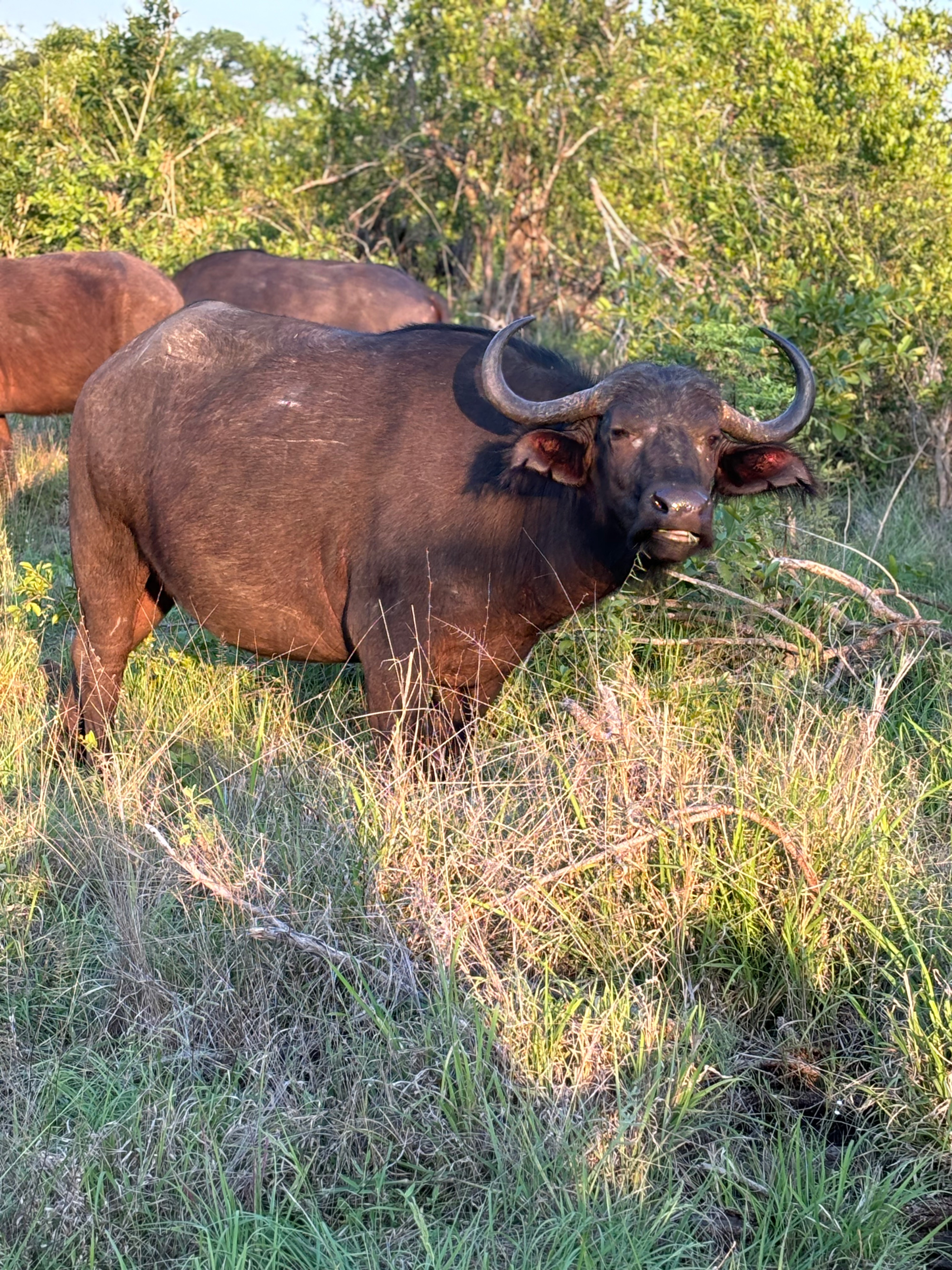 Safari i Sydafrika.