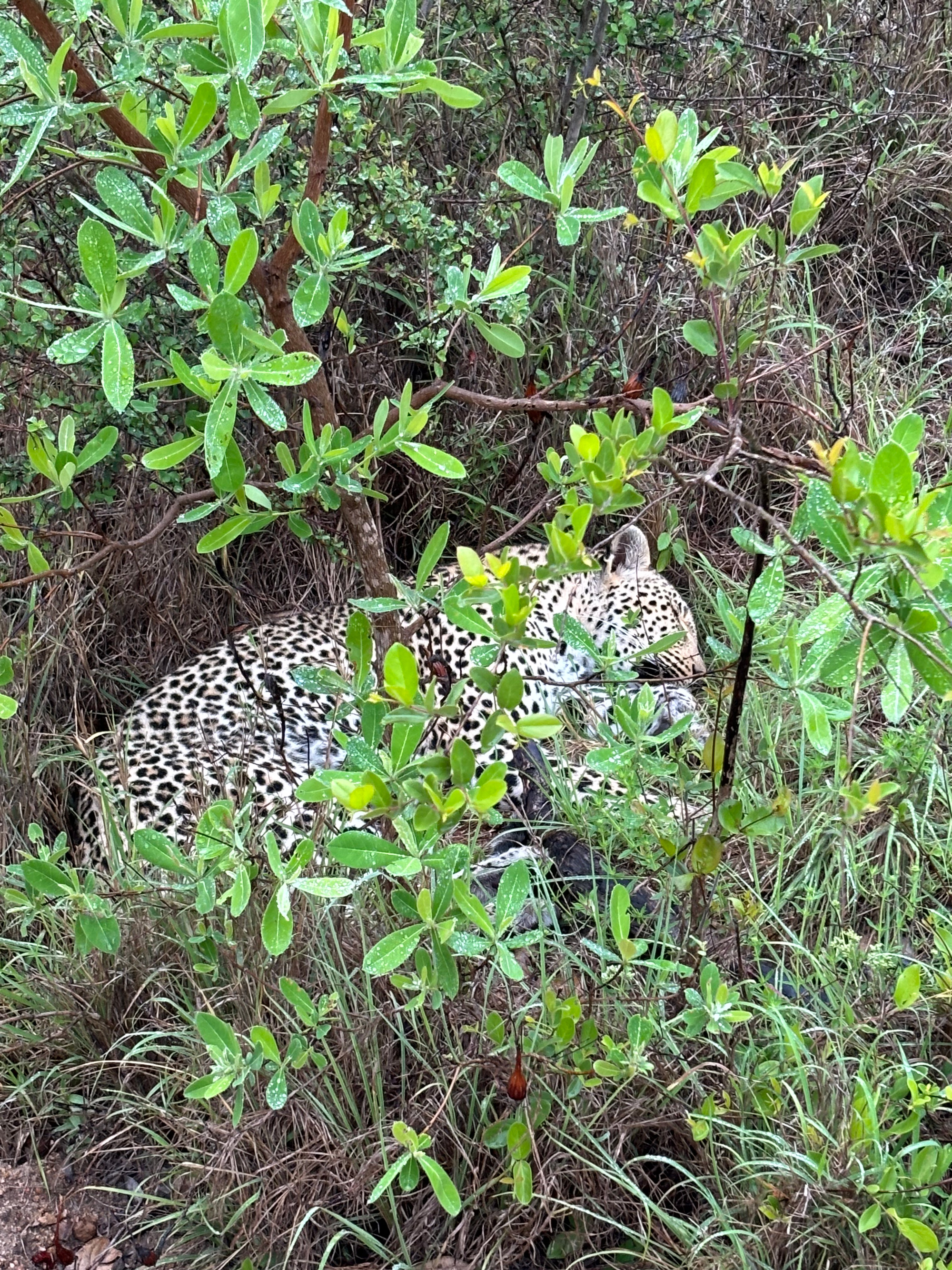 Leopard på safari i Sydafrika.