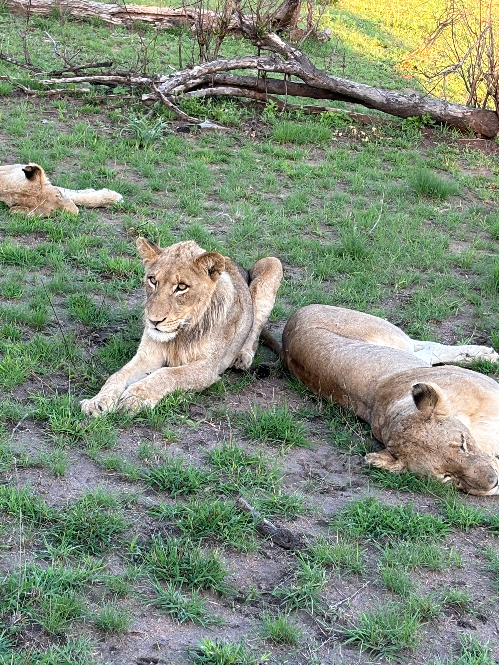 Lejon på safari i Sydafrika.