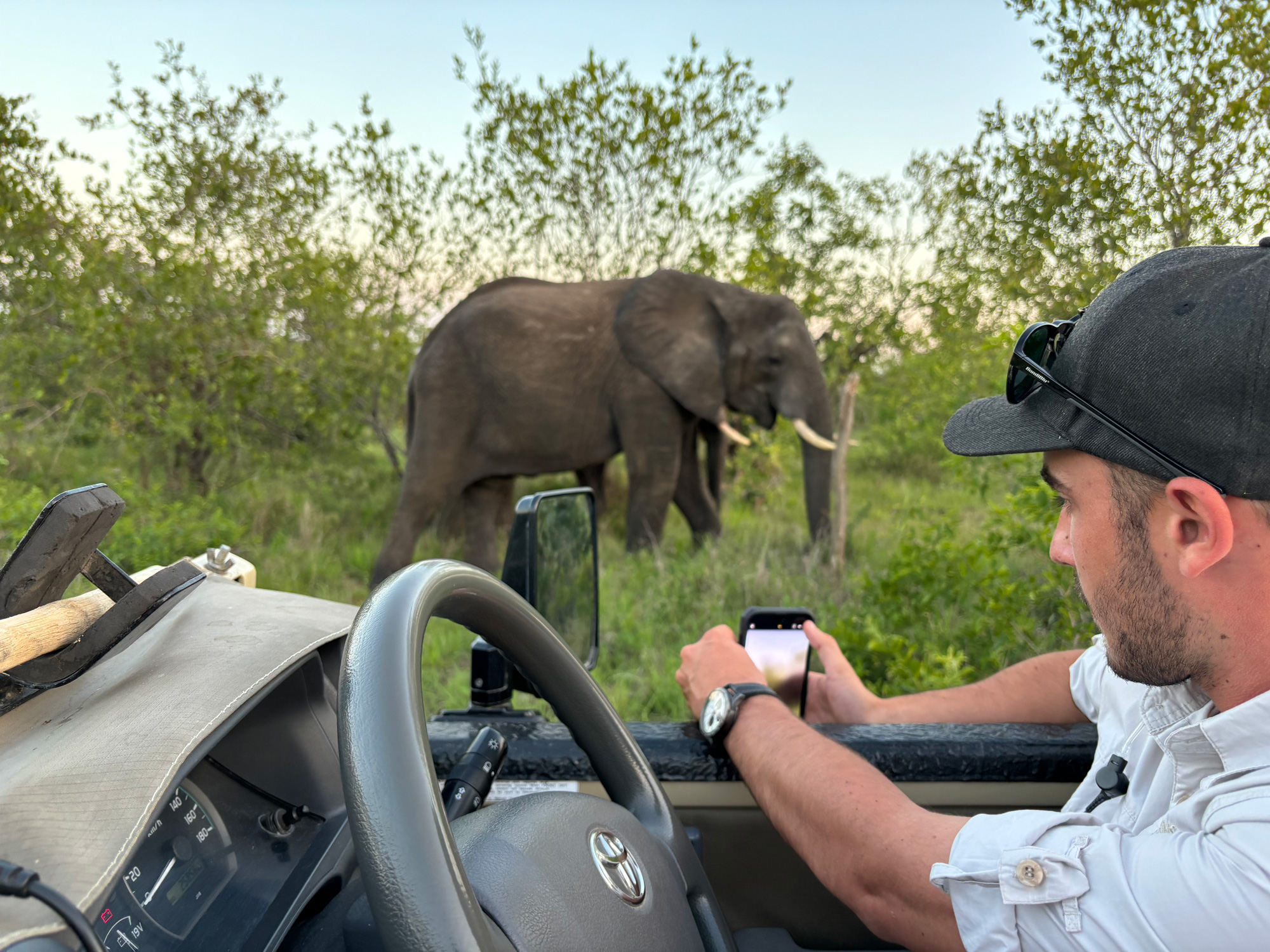 Elefanter på safari i Sydafrika.