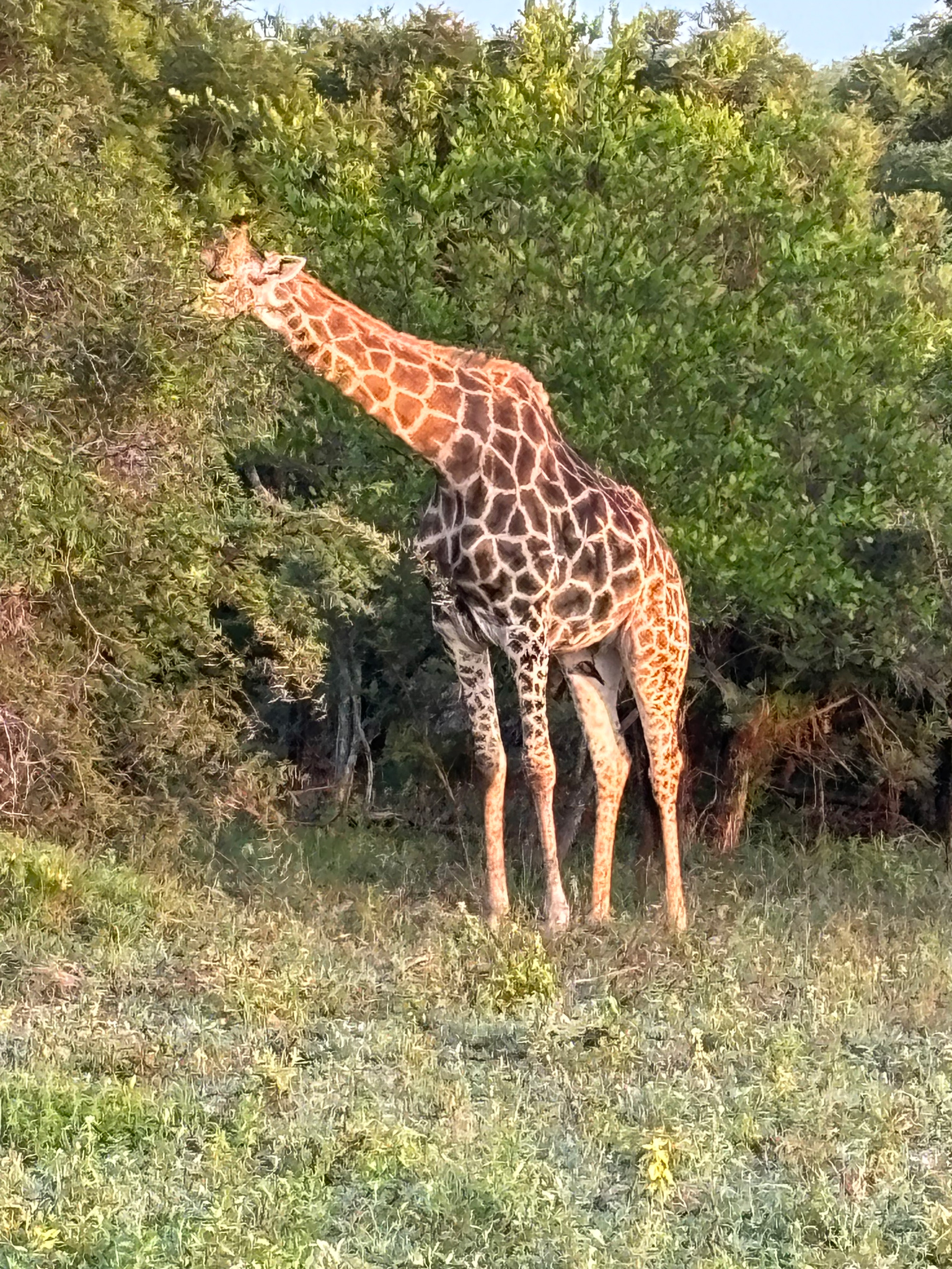 Giraffer på safari i Sydafrika.