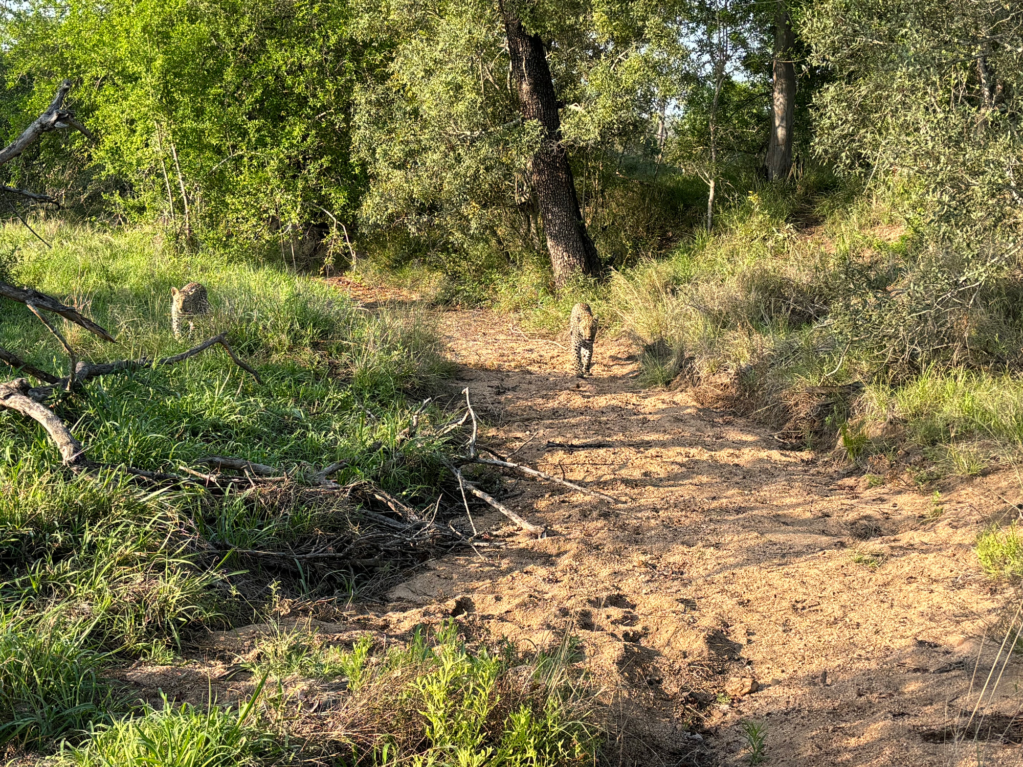 Leoparder på safari i Sydafrika.