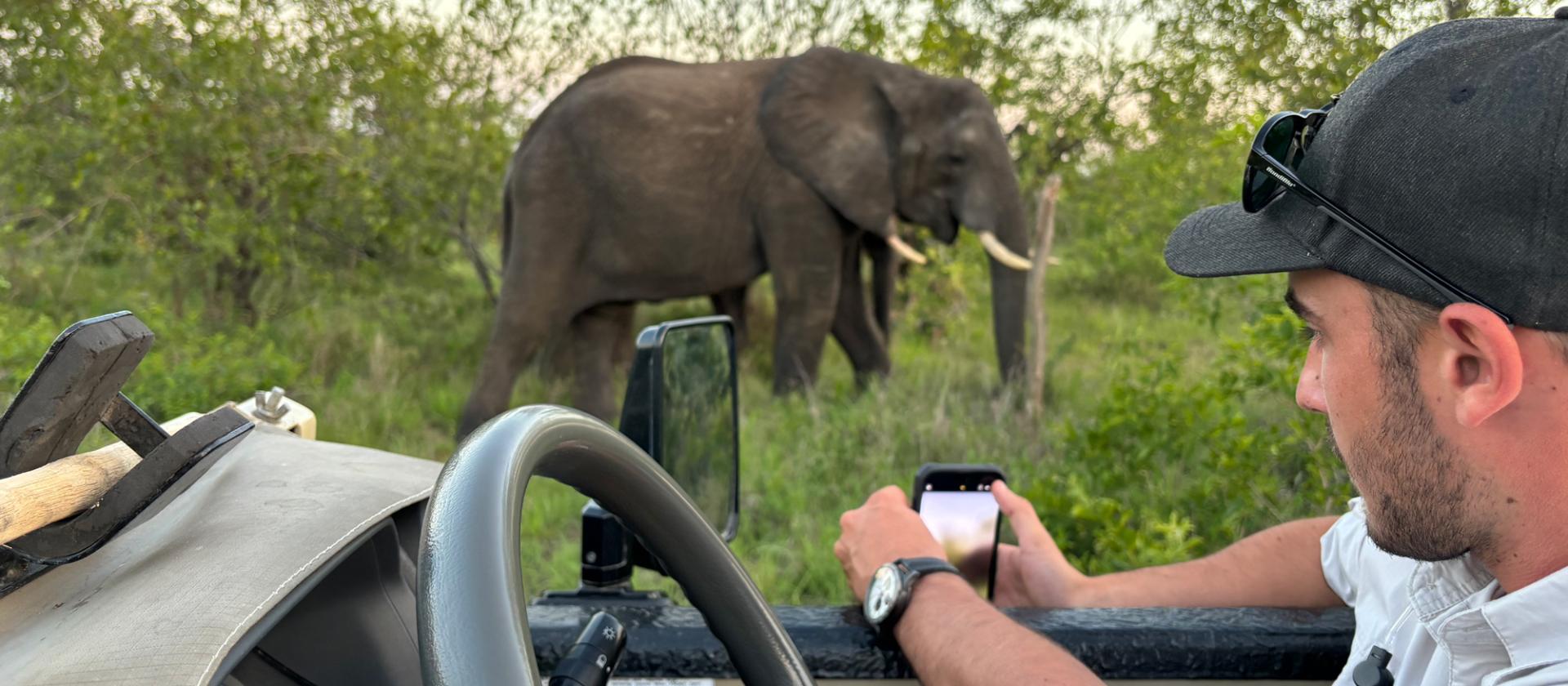 Elefanter på safari i Sydafrika.