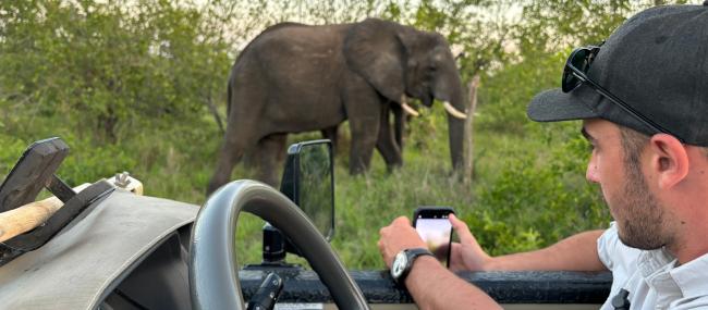 Elefanter på safari i Sydafrika.